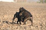 RENCONTRE ENTRE CHIENS 040